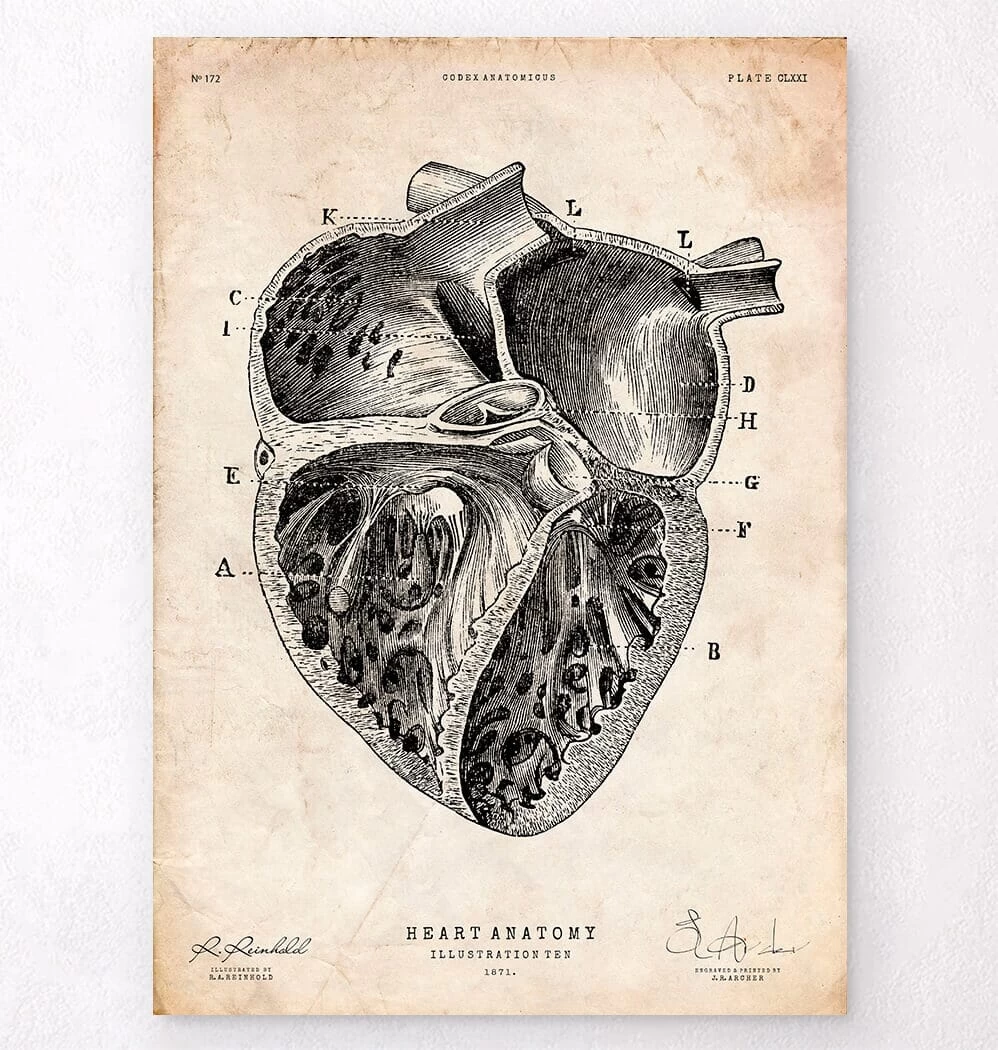 Heart Section Art Print II 3 Heart Section Art Print II