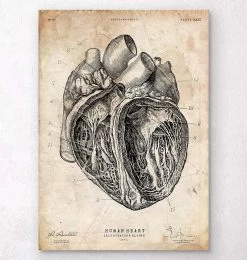 Heart Section Art Print III