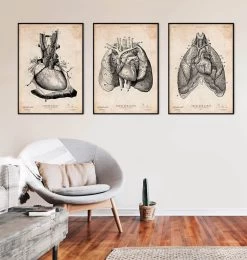 Heart And Lungs Anatomy Art I 7 Heart And Lungs Anatomy Art I -Codex Anatomicus Shop CA149 3