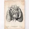 Heart And Lungs Anatomy Art I