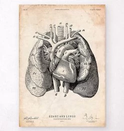Heart And Lungs Anatomy Art I