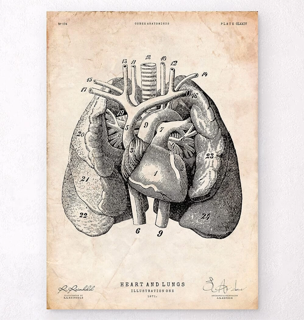 Heart And Lungs Anatomy Art I 3 Heart And Lungs Anatomy Art I