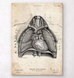 Heart And Lungs Anatomy Art II
