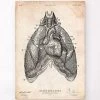 Heart And Lungs Anatomy Art III -Codex Anatomicus Shop CA151 9bac6e9c bad8 44f9 ba0f 1951759ffdff