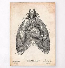 Heart And Lungs Anatomy Art III
