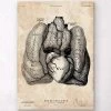 Heart And Lungs Anatomy Art IV -Codex Anatomicus Shop CA152