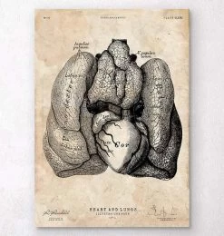 Heart And Lungs Anatomy Art IV