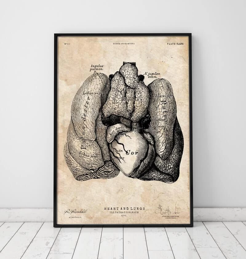 Heart And Lungs Anatomy Art IV 4 Heart And Lungs Anatomy Art IV - Image 2