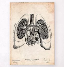 Heart And Lungs Anatomy Art V