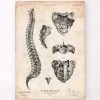 Spine Anatomy Art Print