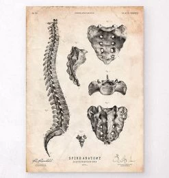 Spine Anatomy Art Print