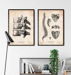 Anatomy Of The Spine Art Print -Codex Anatomicus Shop CA155 3