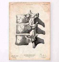 Anatomy Of The Spine Art Print