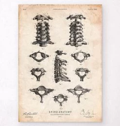 Spine Anatomy Art Poster