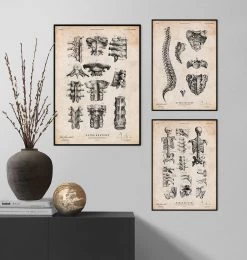 Spine Anatomy Poster 7 Spine Anatomy Poster -Codex Anatomicus Shop CA157 3