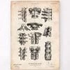 Spine Anatomy Poster -Codex Anatomicus Shop CA157 c150cf0f 8db9 4cce 9224 0660ce92c998