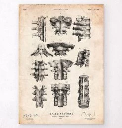 Spine Anatomy Poster