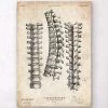 Spine Anatomy Print -Codex Anatomicus Shop CA158
