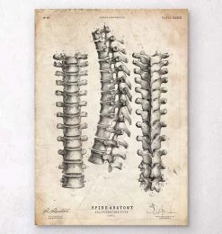 Spine Anatomy Print