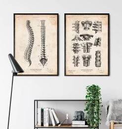 Spine Anatomy Chart 7 Spine Anatomy Chart -Codex Anatomicus Shop CA159 3 2ab27c1d 7eb1 4468 bf3d dd8cf48c11f7