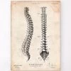 Spine Anatomy Chart 2 Spine Anatomy Chart -Codex Anatomicus Shop CA159 ced24621 f941 43a3 a0a4 c8d7d12487f0