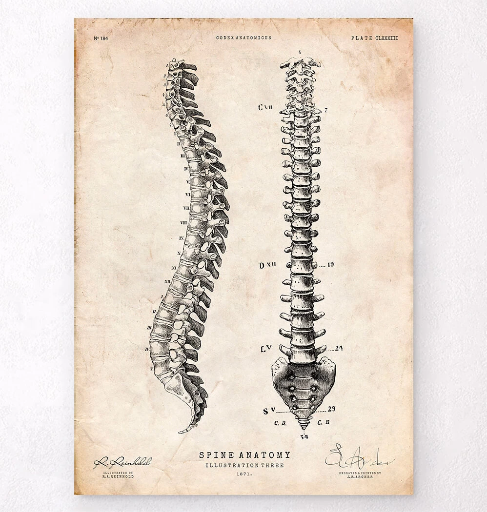 Spine Anatomy Chart 3 Spine Anatomy Chart