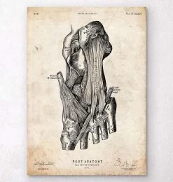 Foot Anatomy Art Print