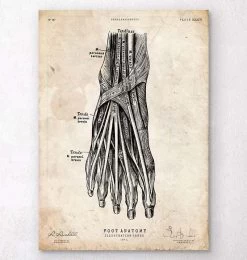 Foot Anatomy Art Print III