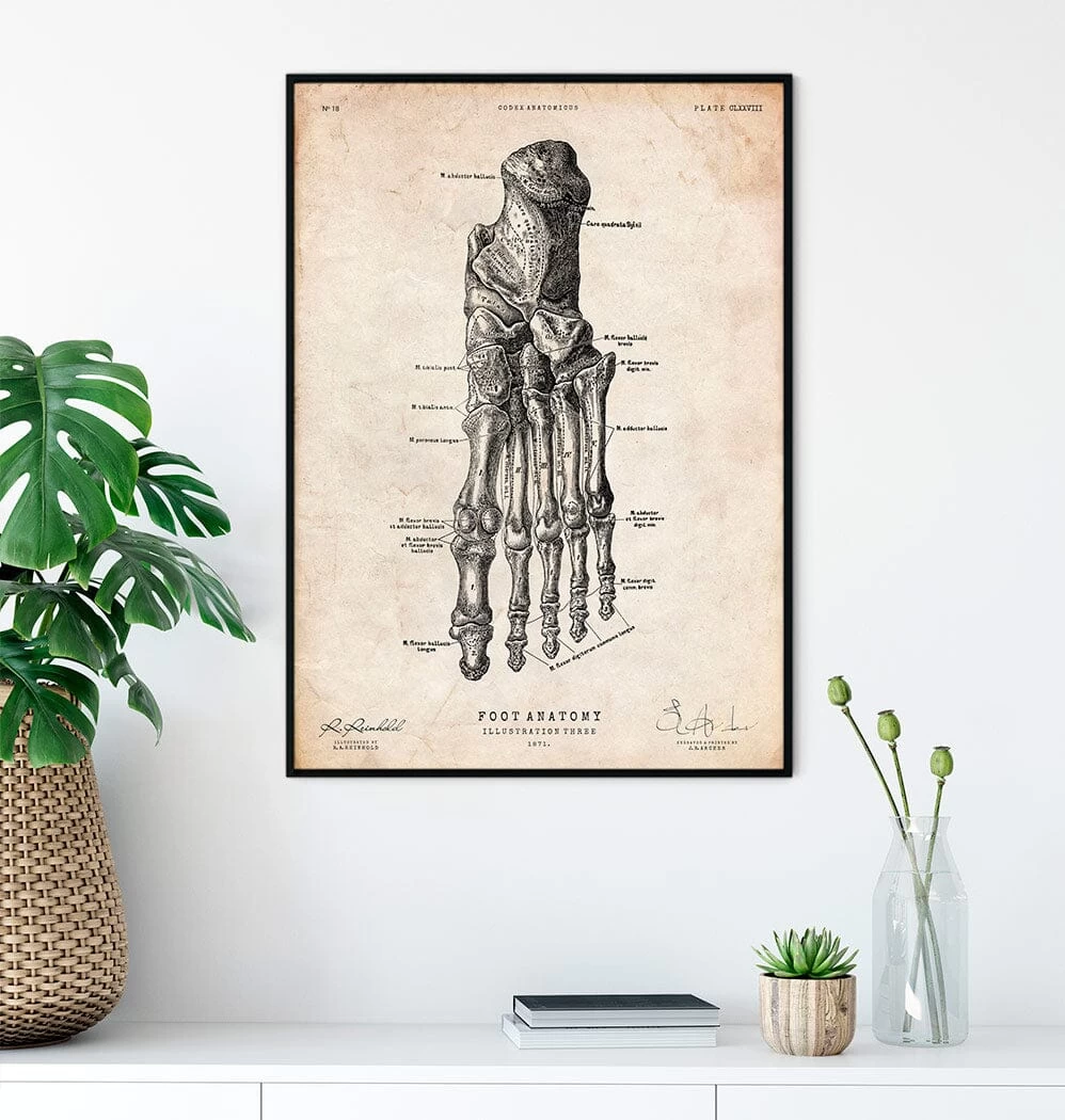 Foot Anatomy Art Print IV 4 Foot Anatomy Art Print IV - Image 2