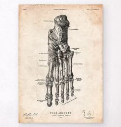 Foot Anatomy Art Print IV