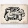 Pancreas, Liver And Gallbladder Anatomy Art Print -Codex Anatomicus Shop CA164