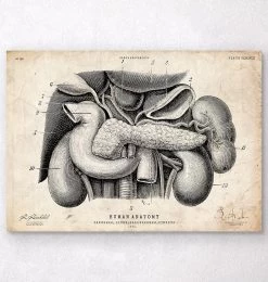 Pancreas, Liver And Gallbladder Anatomy Art Print