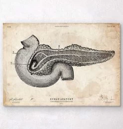 Pancreas Anatomy Art