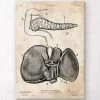 Pancreas And Liver Anatomy Poster 1 Pancreas And Liver Anatomy Poster -Codex Anatomicus Shop CA166