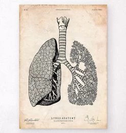Lungs Anatomy Art - Vintage