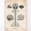 Central Nervous System Art Print - Brain And Spine Cord -Codex Anatomicus Shop CA170