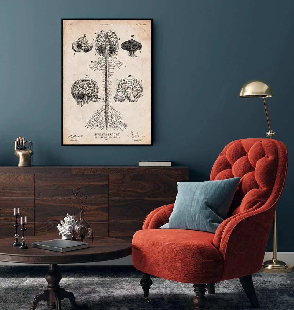 Central Nervous System Art Print - Brain And Spine Cord 4 Central Nervous System Art Print - Brain And Spine Cord - Image 2