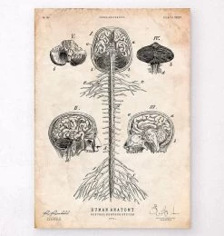 Central Nervous System Art Print - Brain And Spine Cord
