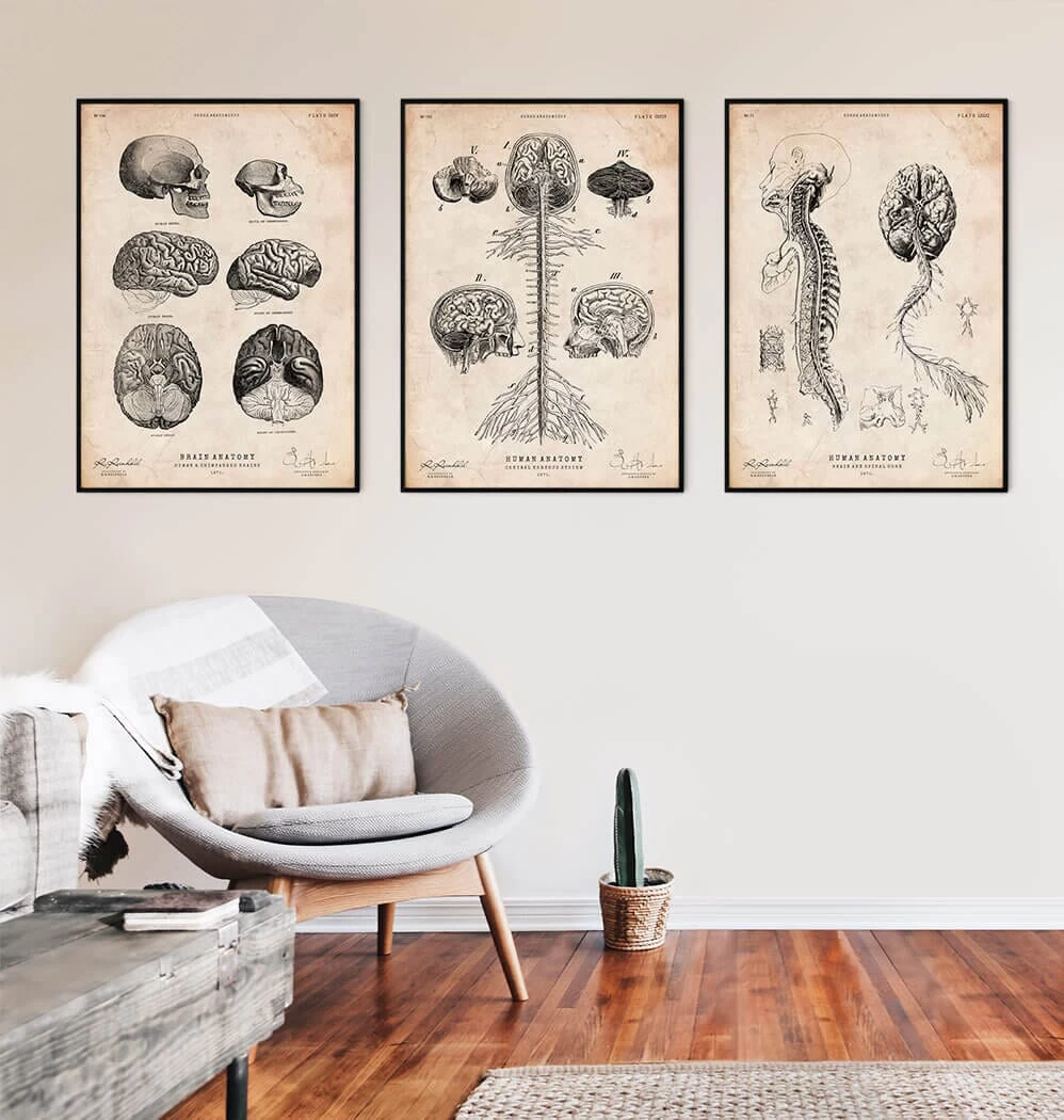 Central Nervous System Art Print - Brain And Spine Cord 5 Central Nervous System Art Print - Brain And Spine Cord - Image 3