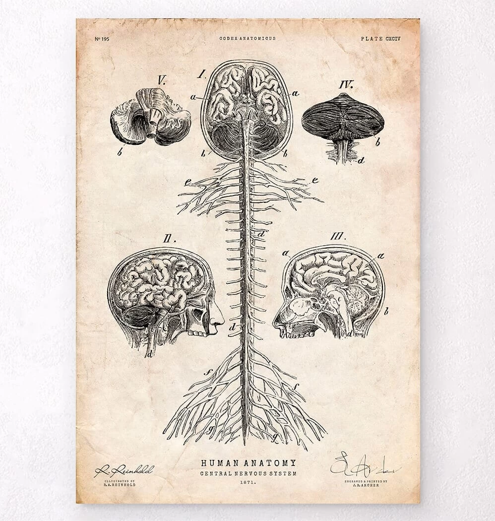 Central Nervous System Art Print - Brain And Spine Cord 3 Central Nervous System Art Print - Brain And Spine Cord
