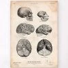 Human And Chimpanzee Brain Anatomy -Codex Anatomicus Shop CA171 b558de50 87ad 4bf9 8537 649886dff224