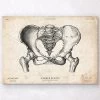 Female Pelvis Anatomy Art