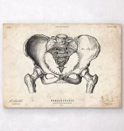 Female Pelvis Anatomy Art