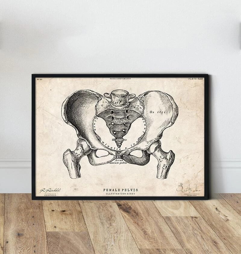 Female Pelvis Anatomy Art 4 Female Pelvis Anatomy Art - Image 2