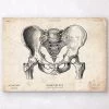 Male Pelvis Anatomy Art -Codex Anatomicus Shop CA178