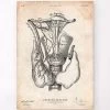 Thyroid Anatomy Art Print -Codex Anatomicus Shop CA180