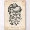Digestive System Anatomy Print II -Codex Anatomicus Shop CA181