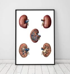 Geometrical Kidney Anatomy 5 Geometrical Kidney Anatomy -Codex Anatomicus Shop LPA 014