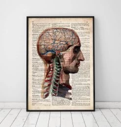 Head And Brain Anatomy - Old Dictionary Page 5 Head And Brain Anatomy - Old Dictionary Page -Codex Anatomicus Shop LPA 044