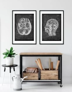 Brain Anatomy I - Chalkboard -Codex Anatomicus Shop LPA 200 2